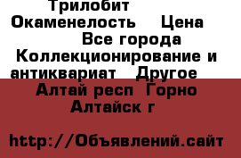 Трилобит Asaphus. Окаменелость. › Цена ­ 300 - Все города Коллекционирование и антиквариат » Другое   . Алтай респ.,Горно-Алтайск г.